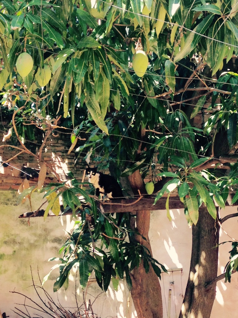 This week I spotted one of our 'gatos bandidos' in our backyard, under our mango tree of course. I think it was Ramon.